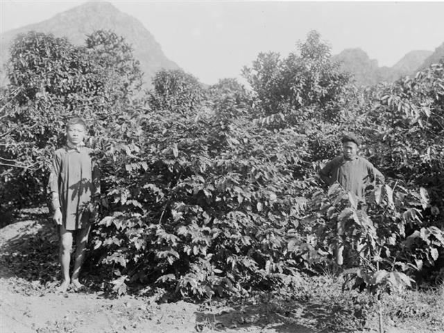 Lịch sử cà phê Việt Nam – Từ thời Pháp thuộc đến thương hiệu toàn cầu